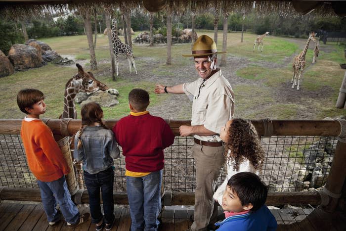 Man showing several little kids giraffes behind a fence