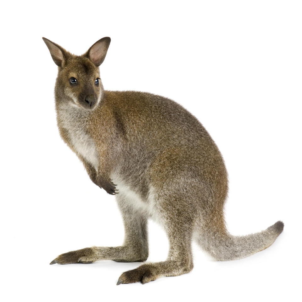 Wallabys gelten als die niedlichere Version des Kängurus. Ist das nun ein Känguru oder ein Wallaby? (Bild-Copyright: Getty Images)