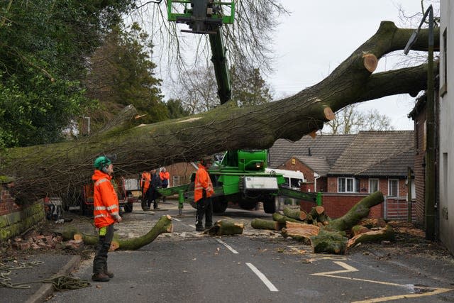 Fallen tree