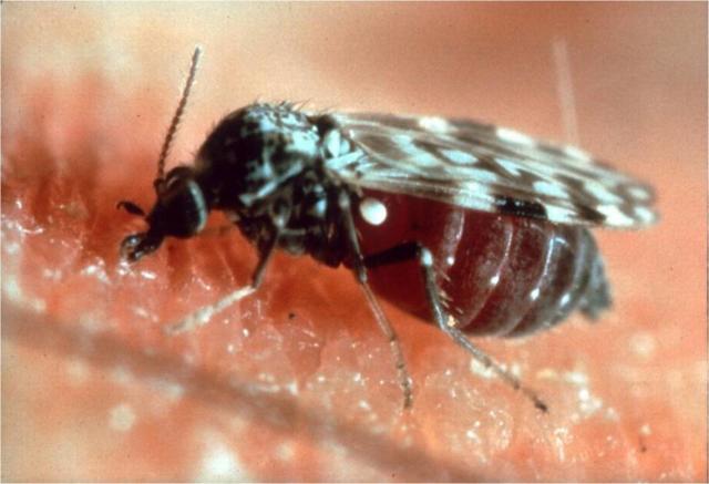 Sand Flea Facts, How to Identify Sand Fleas