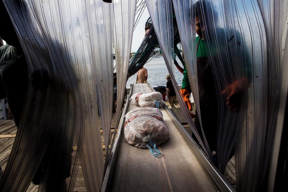 A shrimp boat is unloaded of its catch at the Trico Shrimp Company on Fort Myers Beach on Jan. 25, 2021.