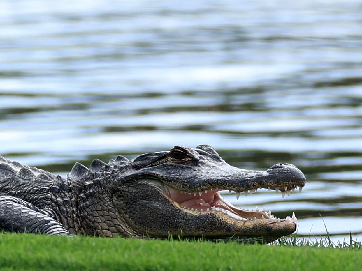 An aligator basks in the sun on the 18th hole during the practice round prior to THE PLAYERS Championship on the Stadium Course at TPC Sawgrass on March 08, 2022 in Ponte Vedra Beach, Florida.