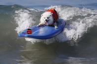 A dog catches a wave during the Surf City Surf Dog Contest in Huntington Beach, California September 27, 2015. REUTERS/Lucy Nicholson