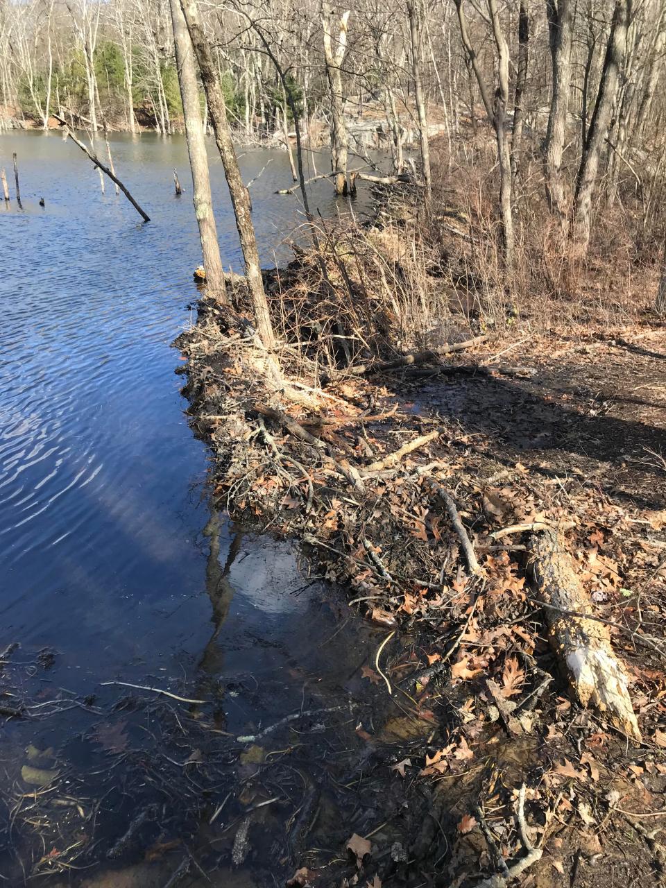 A well-built beaver dam has raised the water level in Booth Pond.