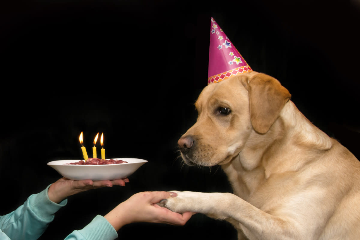 A dog birthday is a great reason to celebrate. <p>Shutterstock/fetrinka</p>