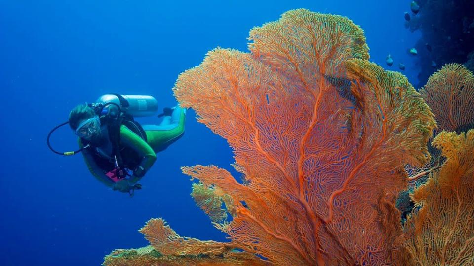 Palau es famosa por su espectacular buceo y vida marina.
