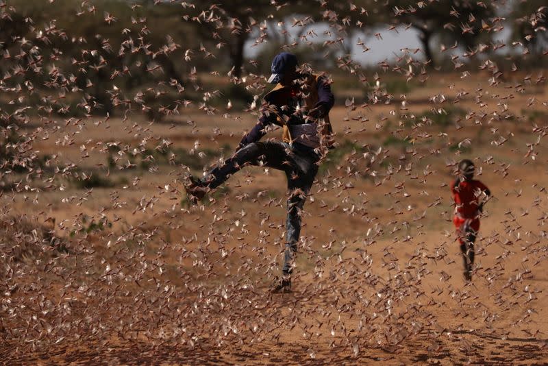 The Wider Image: Farmers fight back: making animal feed from a locust plague