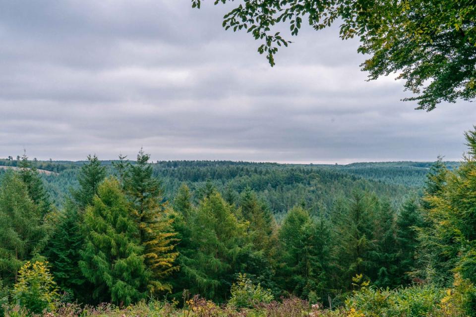 The view over England’s Dalby Forest, North Yorkshire (Forestry England / Nissen Hut)