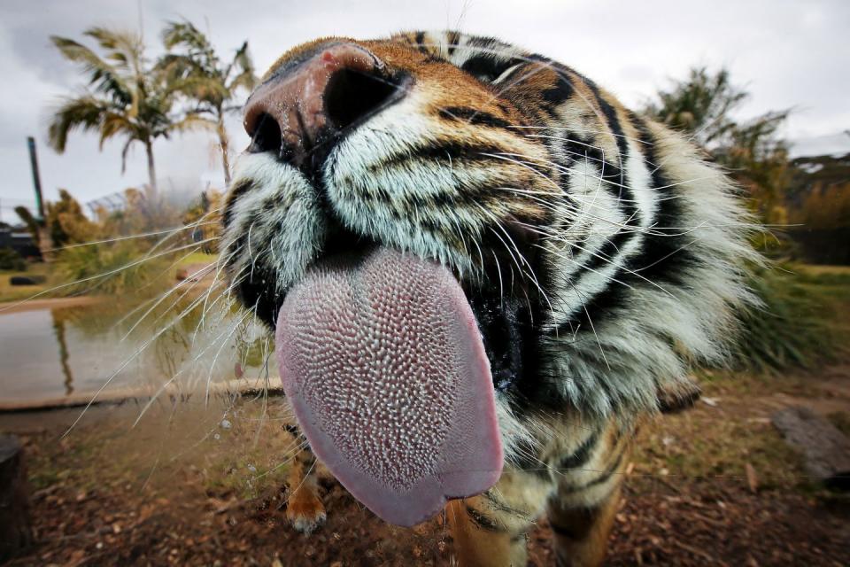 <p>When your mom says, "Do you wanna lick the bowl?", the answer is always yes. </p>