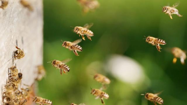 摩洛哥蜂群集體失蹤澳洲新寵物 養蜂救地球