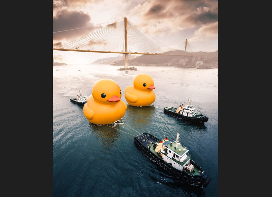 荷蘭藝術家霍夫曼（Florentijn Hofman）創作的大型充氣「黃色小鴨」曾在全世界造成旋風，10日起黃色小鴨將重返香港維多利亞港。（圖／AllRightsReserved提供）
