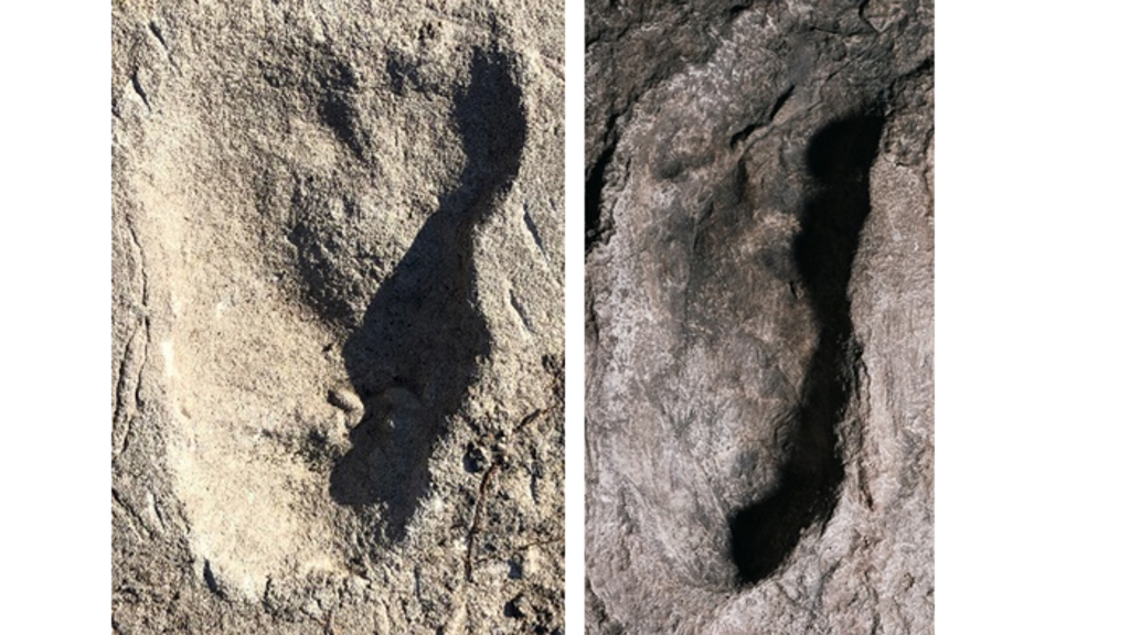 Analysis shows similarities in length of Laetoli A3 (left) and Laetoli G (right) site footprints but differences in forefoot width with the former being wider (Image on left by Jeremy DeSilva and on right by Eli Burakian/Dartmouth)