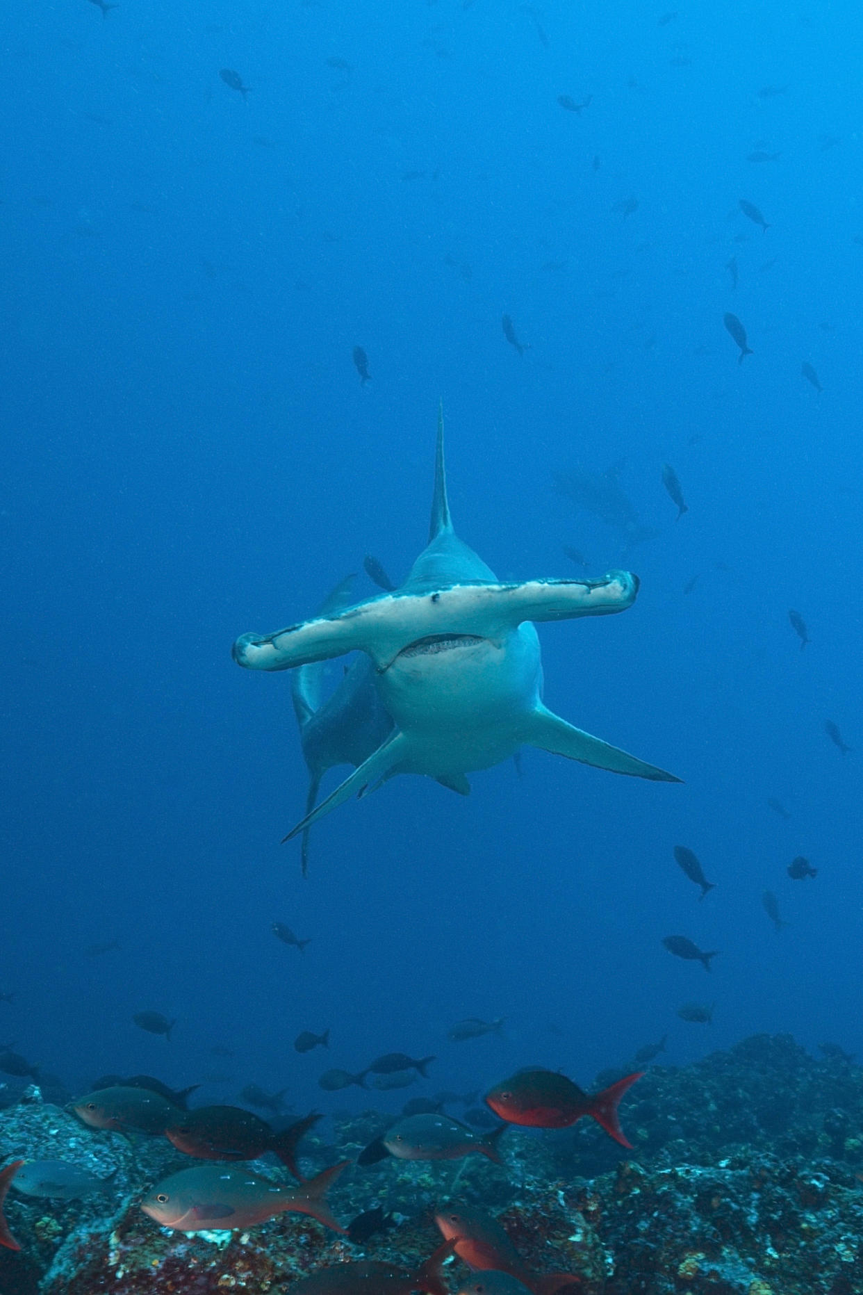 Scalloped Hammerhead Shark, Sphyrna lewini, Wolf Island, Galapagos, Ecuador (ullstein bild / ullstein bild via Getty Images)
