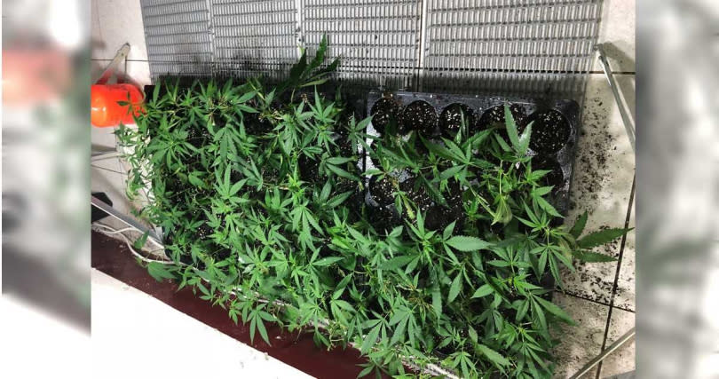 檢調人員在譚男家中陽台發現大麻活株，原本他堅稱不知道是甚麼植物，發現賴不掉後才坦承種植大麻。（示意圖／報系資料照）。