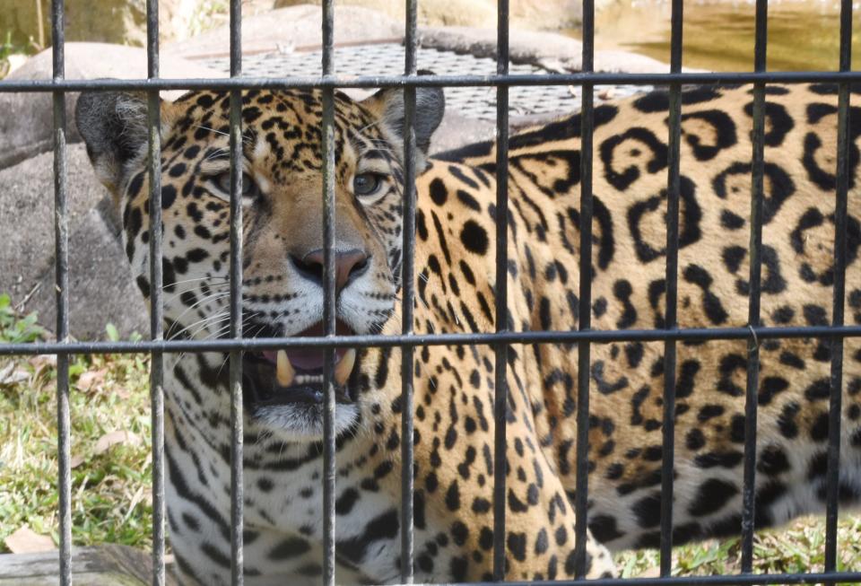 A jaguar looks at visitors from its exhibit, Land of the Jaguar, at the Alexandria Zoo.