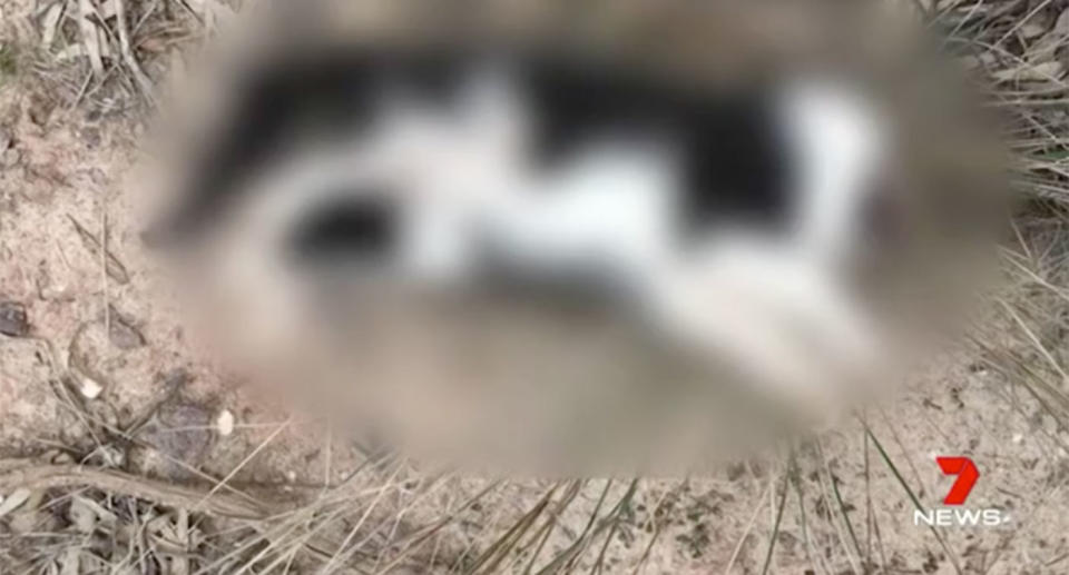 Police and the RSPCA are investigating the deaths of five pet cats found beside a road in South Australia’s Barossa Valley. Source: 7 News