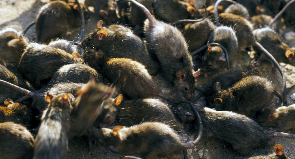 A pack of rats is seen. 