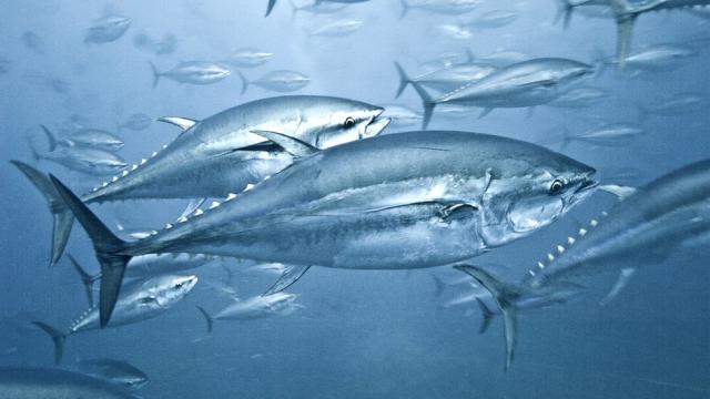Mercury mystery: Poisonous element persists in tuna