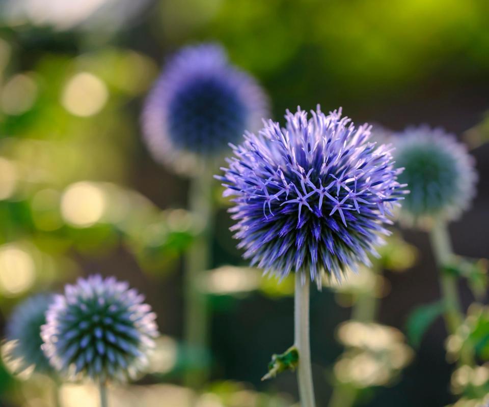 Echinops, blue