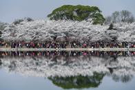 <p>Touristen im Yuyuantan-Park in Peking nutzen das schöne Wetter und wandeln unter Kirschbäumen umher. (Bild: Shen Hong/Xinhua via ZUMA Wire) </p>