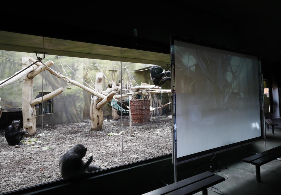 Chimpanzees watch a screen set at the enclosure at the Safari Park in Dvur Kralove, Czech Republic, Monday, March 15, 2021. To enrich everyday life of their chimpanzees amid a strict lockdown, a zoo park in the Czech Republic has installed a big screen in their enclosure to broadcast for them what fellow chimpanzees are doing at a zoo in Brno. The Safari Park launched the experimental project to give the chimpanzees somebody to watch and give them some fun after crowds of visitors disappeared when the zoo was closed due to the coronavirus pandemic on Dec 18, 2020. (AP Photo/Petr David Josek)