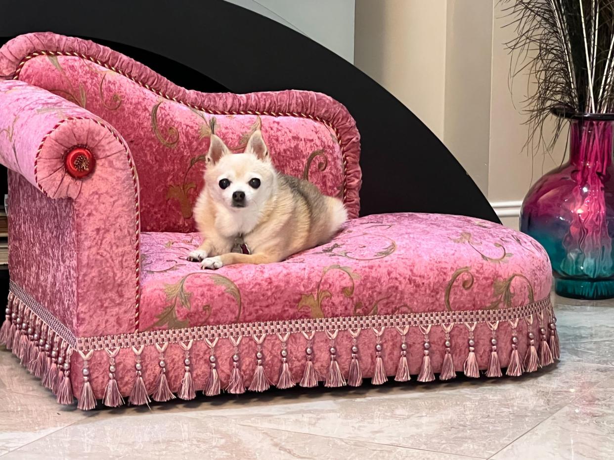 Old pomeranian-chiuahua  mix dog posing on an elegant divan dog bed.