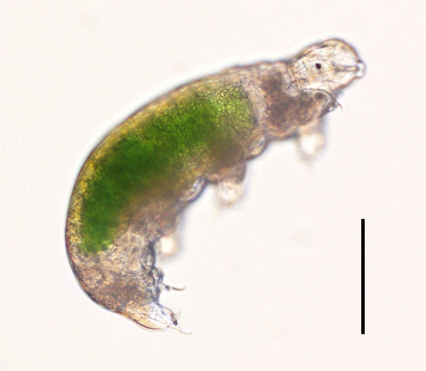 tardigrade