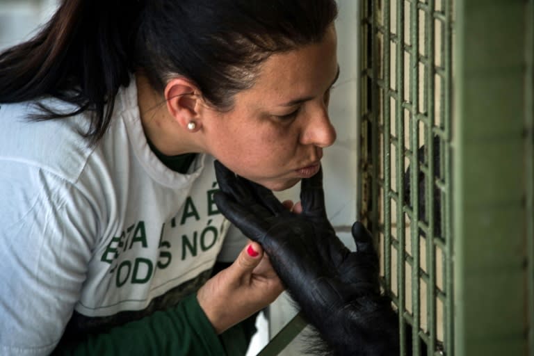 Merivan Miranda, chimpanzee caretaker of the Great Apes Project (GAP), interacts with a chimpanzee at a sanctuary for apes in Sorocaba, some 100km west of Sao Paulo, Brazil