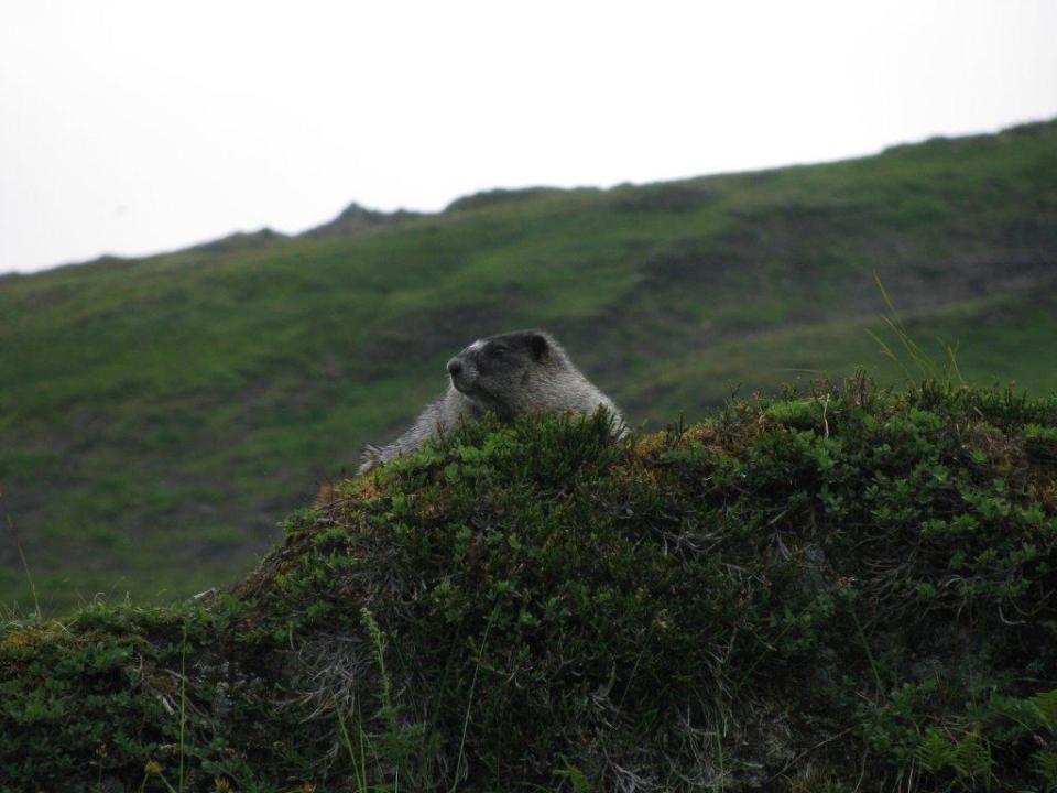 This undated photo shows a marmot peaking out from behind the tundra along the Mount Roberts trail in Juneau, Alaska. (AP Photo/Becky Bohrer)