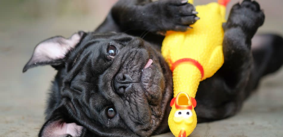 Black French bulldog playing with rubber chicken toy.