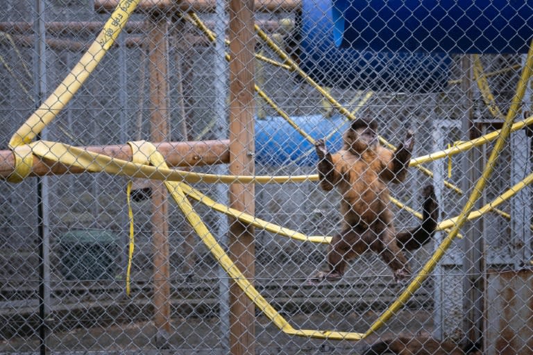 Un singe capucin touffu dans une cage dans la zone de quarantaine du centre de primatologie de l'université de Strasbourg, également appelé Silabe (Simian Laboratory Europe), à Niederhausbergen (Bas-Rhin), le 6 mai 2024 (SEBASTIEN BOZON)