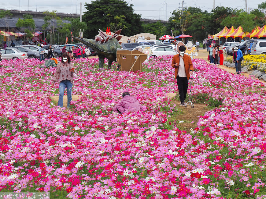 2023銅鑼杭菊芋頭節