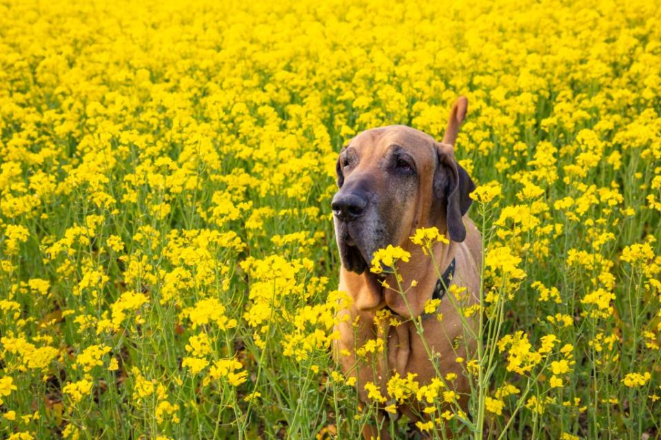 The Fila Brasileiro is a faithful pooch from Brazil but laws prevent their ownership in the UK