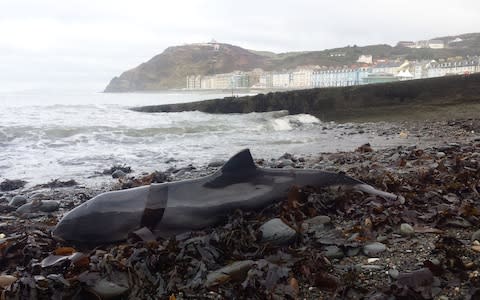 Harbour porpoises were the most commonly washed up marine mammals. - Credit: Kathy James/Seawatch Foundation&nbsp;/PA