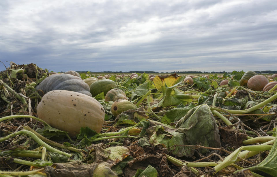 Pumpkins are seen in a field on Bill Sahs' farm, Monday, Sept. 12, 2022, in Atlanta, Ill. On the central Illinois farms that supply 85% of the world’s canned pumpkin, farmers like Sahs are adopting regenerative techniques designed to reduce emissions, attract natural pollinators like bees and butterflies and improve the health of the soil. The effort is backed by Libby’s, the 150-year-old canned food company, which processes 120,000 tons of pumpkins each year from Illinois fields. Libby’s parent, the Swiss conglomerate Nestle, is one of a growing number of big food companies supporting the transition to regenerative farming in the U.S. (AP Photo/Teresa Crawford)