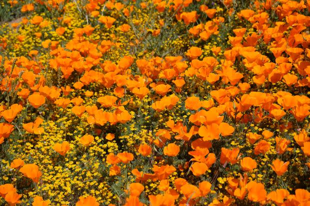 California poppies, the California state flower<p><a href="https://unsplash.com/photos/bCaDIODrT-A" rel="nofollow noopener" target="_blank" data-ylk="slk:Mike Ostrovsky via UnSplash;elm:context_link;itc:0;sec:content-canvas" class="link ">Mike Ostrovsky via UnSplash</a></p>