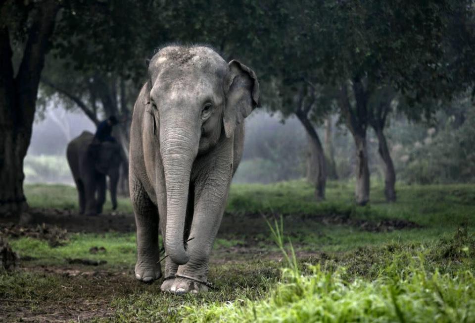 Elephant Dung Coffee Thailand