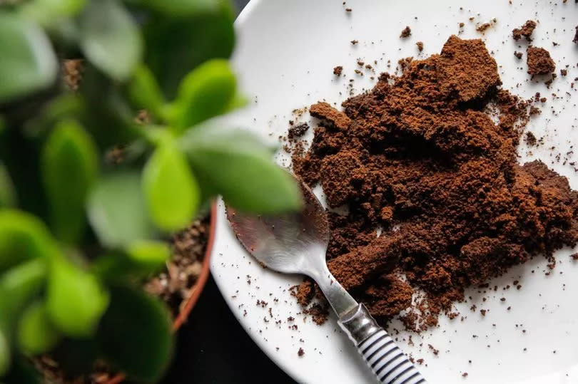 Coffee grounds for plants