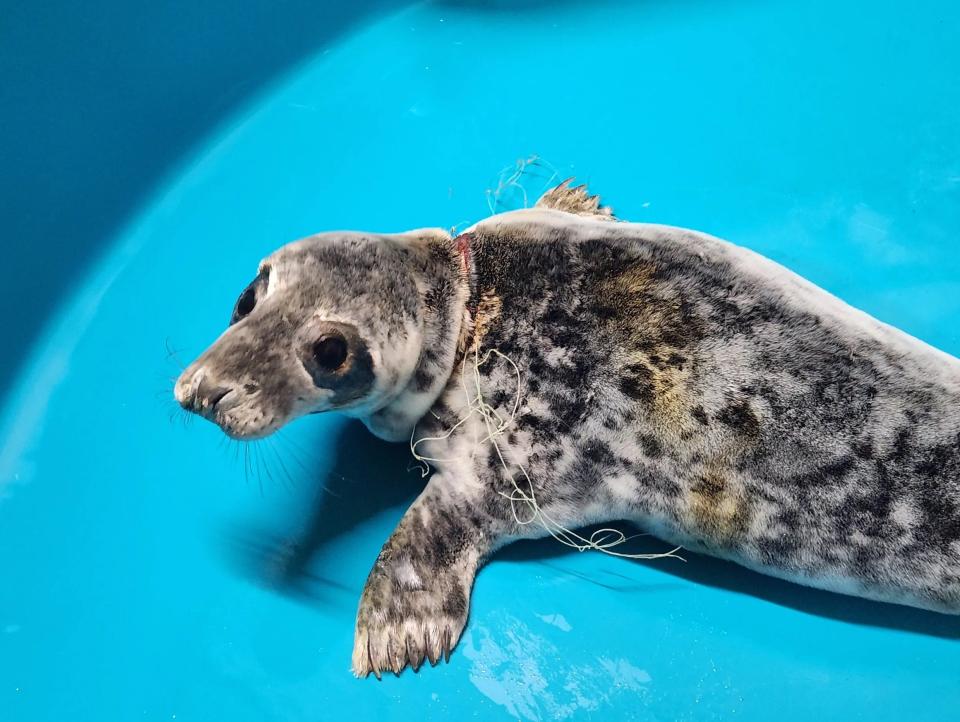 A Grey seal pup was rescued Monday at Ocean Avenue in Monmouth Beach.