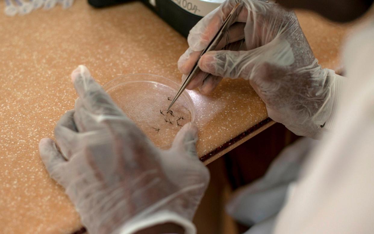 Researchers in Ghana analyse mosquitoes to see if they are carriers of malaria - AFP