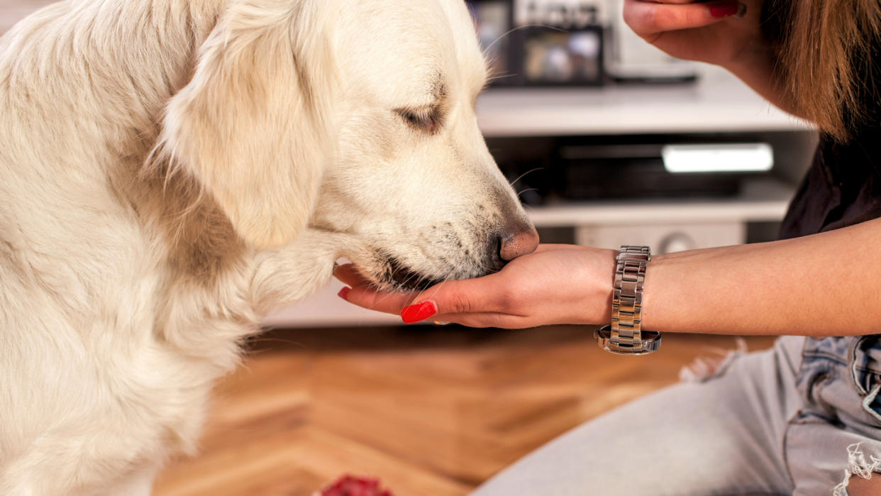 Dog touching owner's hand with his nose