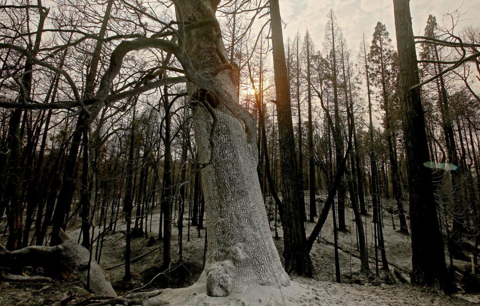 A tree burned by the Oak fire