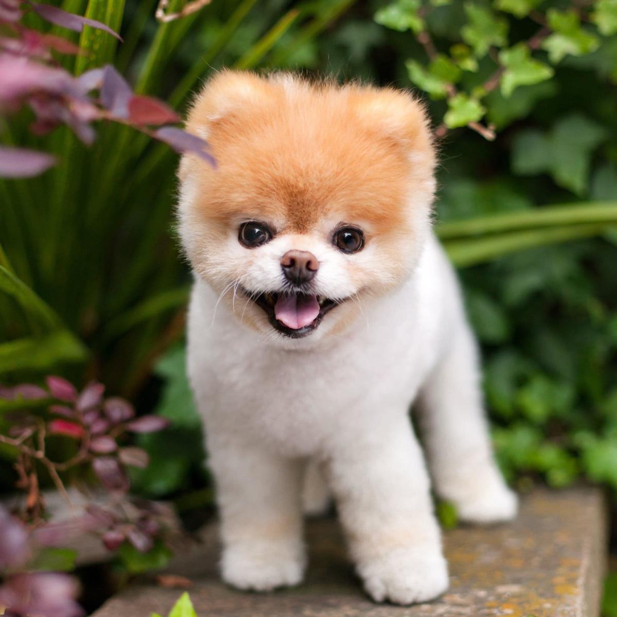 Is Boo the 'cutest dog' in the world a Facebook plant?
