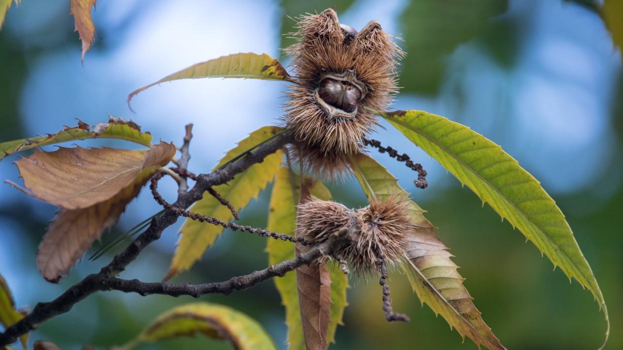 Die Esskastanie ist der Baum des Jahres 2018. Foto: Sebastian Gollnow