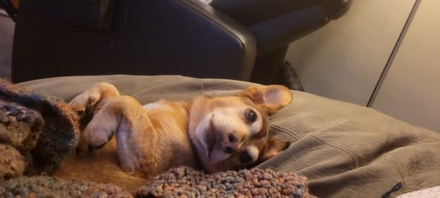 Lola lying on her back in a bed