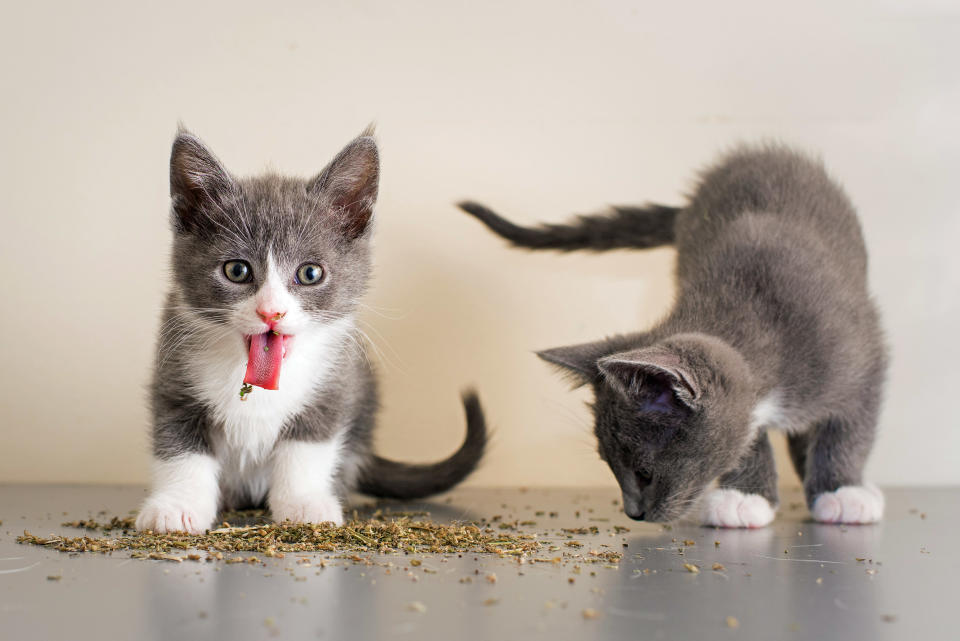 <p>Andrew Marttila documented the hilarious expressions of kitties on catnip. (Photo: Andrew Marttila/Caters News) </p>