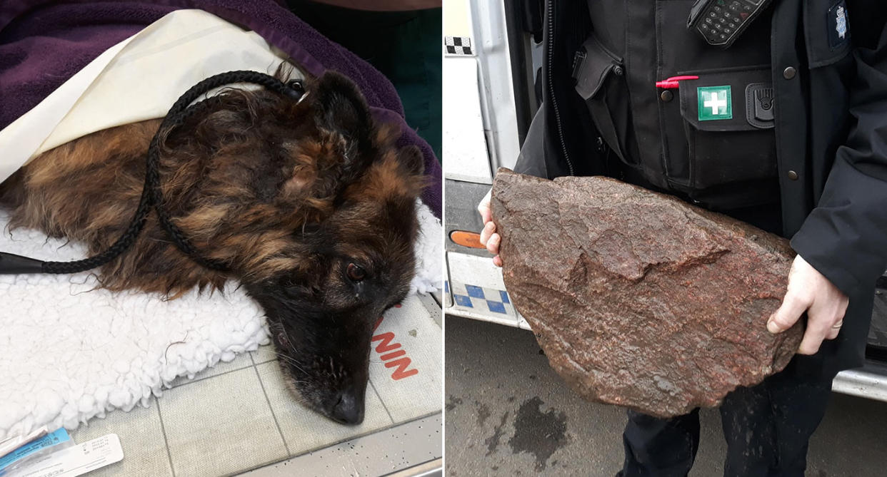 The Belgian Shepherd, registered as Bella according to its microchip, was seen on Monday morning attached to a carrier bag containing a large rock in the River Trent. (PA)