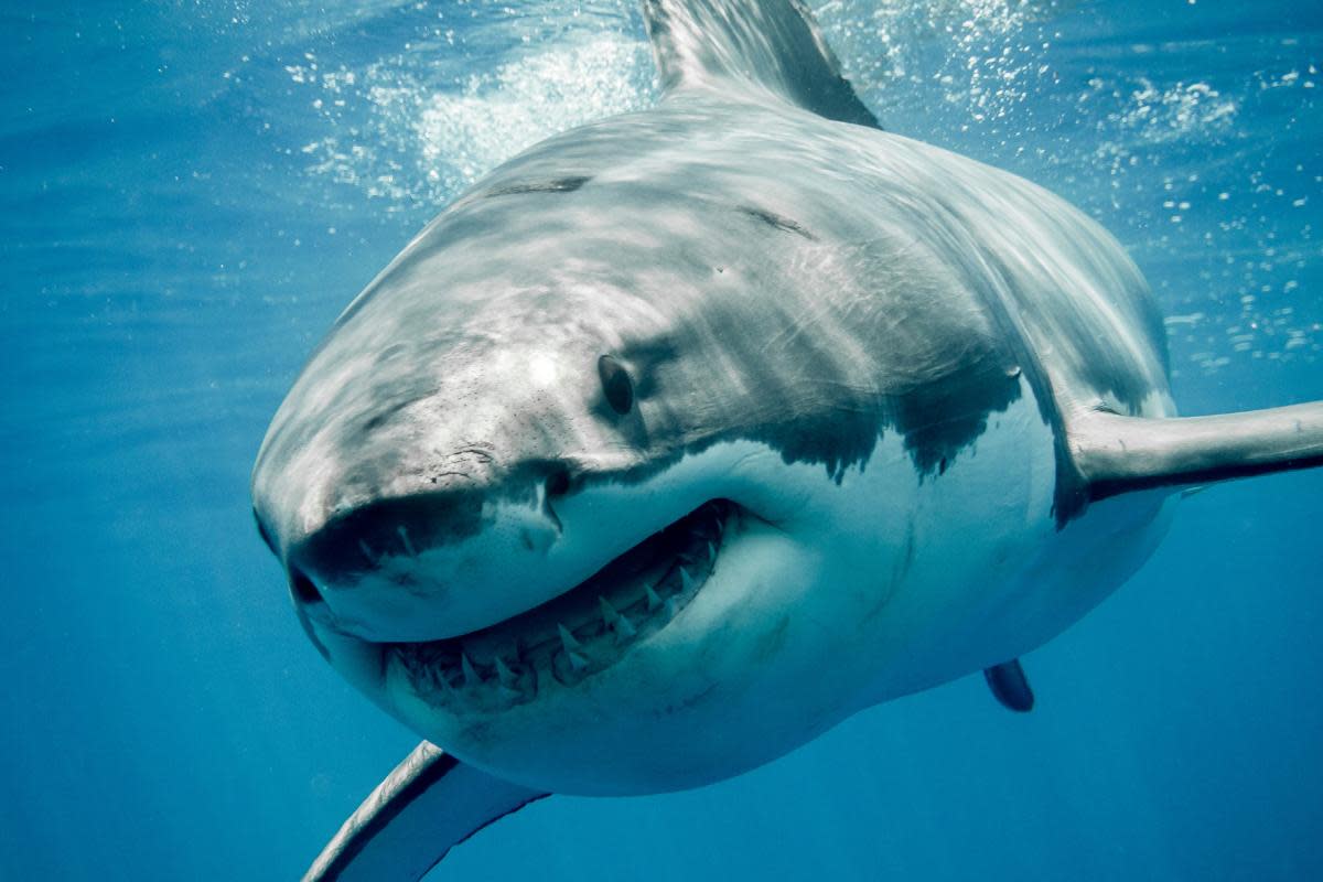 Great white sharks can grow up to 21 feet in length and weigh up to 4,500 pounds. <i>(Image: Getty Images)</i>