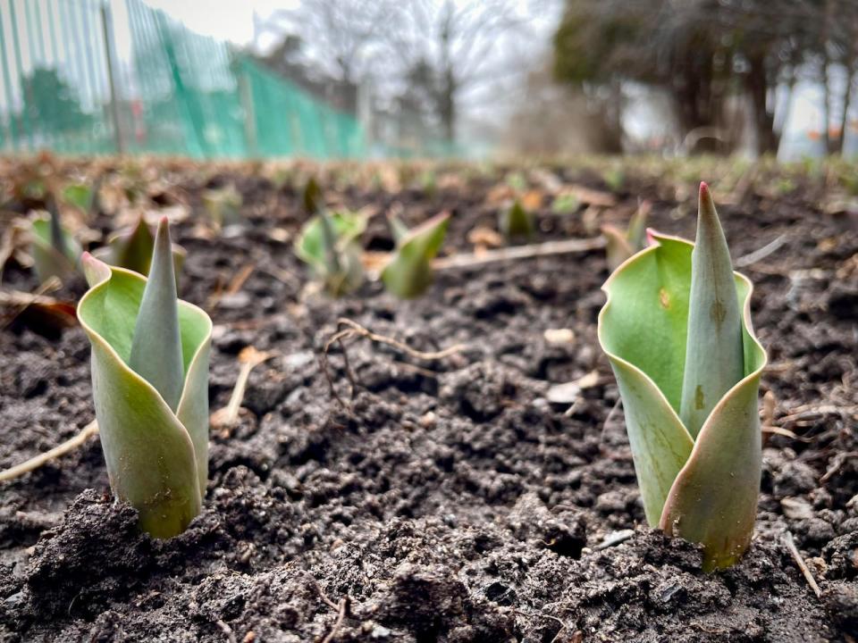 Tulips are seen sprouting at Commissioners Park in Ottawa on March 18, 2024.