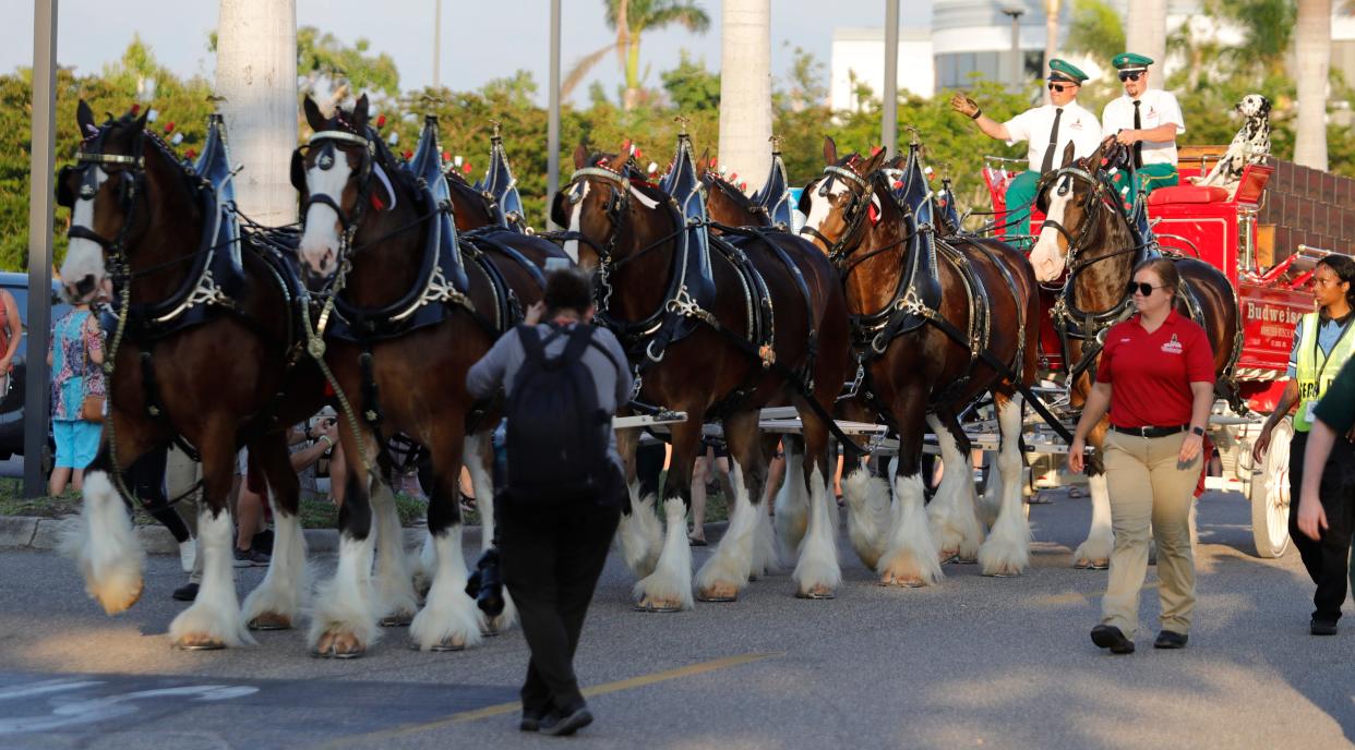 The Budweiser Clydesdales at an appearance at Bell Tower in Fort Myers, Florida, in February. The horses will visit Stark County for the 2023 Pro Football Hall of Fame Enshrinement Festival.